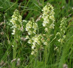 Pedicularis julica