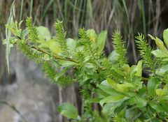Salix glabra