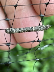 Parallelia bistriaris