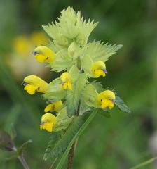 Rhinanthus freynii