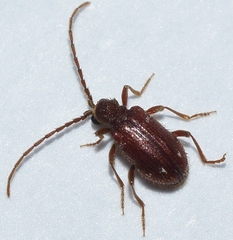Ptinus spitzyi