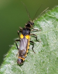 Trypherus