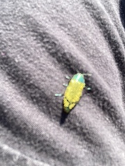 Buprestis confluenta