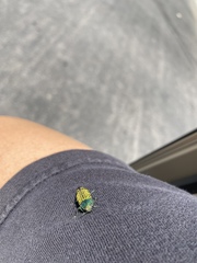 Buprestis confluenta