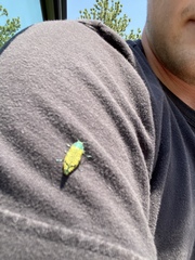 Buprestis confluenta