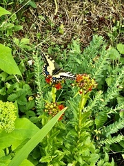 Papilio machaon