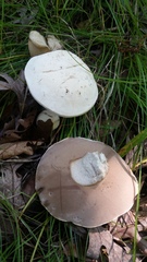 Tylopilus intermedius