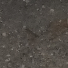 Bufo bufo