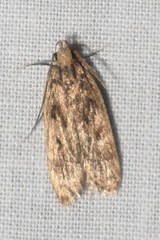 Martyringa ravicapitis