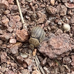 Phyllophaga lanceolata