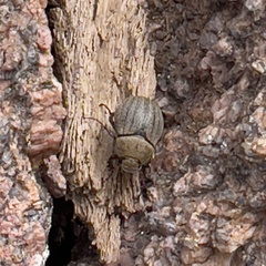 Phyllophaga lanceolata