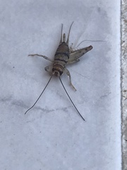 Gryllodes sigillatus