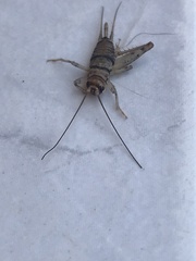 Gryllodes sigillatus