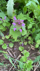 Lamium purpureum