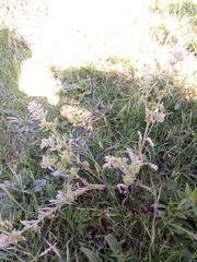 Pardoglossum cheirifolium image