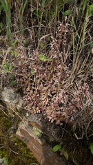 Sedum cepaea