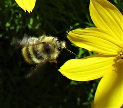 Bombus mixtus