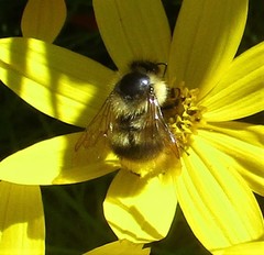 Bombus mixtus