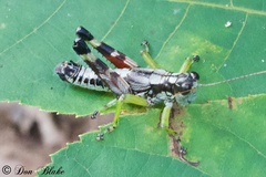 Dendrotettix quercus