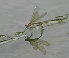 Calopteryx splendens