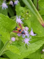 Synanthedon sapygaeformis