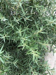 Hippophae rhamnoides