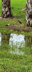Butorides virescens image