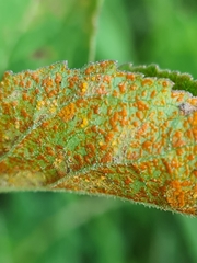 Coleosporium campanulae