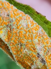 Coleosporium campanulae