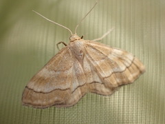 Idaea circuitaria