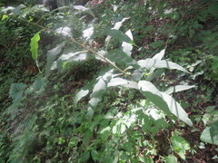 Vernonia flaccidifolia
