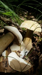 Tylopilus intermedius