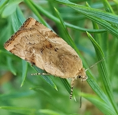 Cryptocala chardinyi