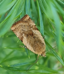 Cryptocala chardinyi