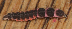 Microphotus angustus