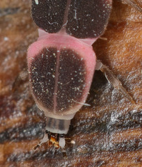 Microphotus angustus