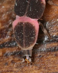 Microphotus angustus