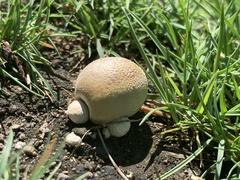 Lycoperdon flavotinctum