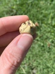 Lycoperdon flavotinctum