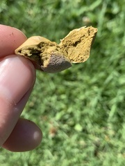 Lycoperdon flavotinctum