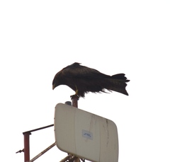 Milvus migrans parasitus