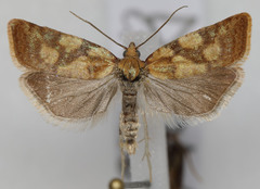 Sparganothis tunicana