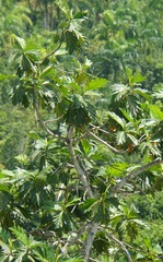 Artocarpus camansi