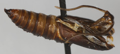 Sparganothis tunicana