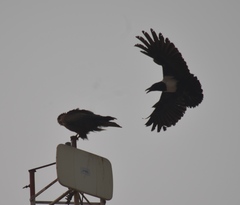 Corvus albus