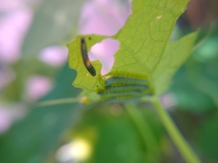 Leptophobia aripa