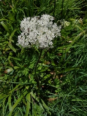 Chaerophyllum villarsii