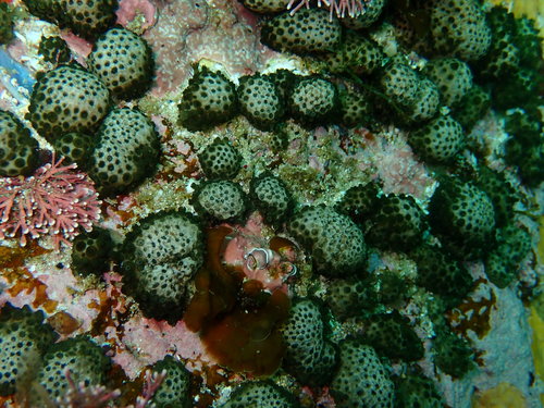 Tenerodus pollex