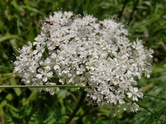 Chaerophyllum villarsii