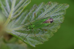Odontoplatys bidentulus